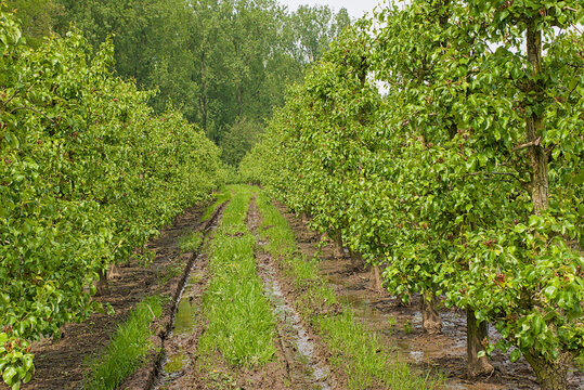 orchard with apple trees near Zottegem, Flanders, Belgium 
