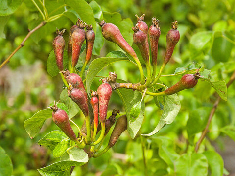 red young fruitlets of an apple tree, selective focus on a green bokeh background - malus 