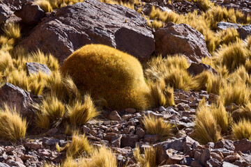 Golden puna grass and a large, round cushion plant grow on a rocky, high-altitude plain in Bolivia. Sunlight illuminates the dry, rugged terrain during the day.