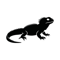 Fototapeta premium A green iguana reptile is a small wild dragon lizard isolated on a white background, featuring a long tail and sharp eye like a prehistoric dinosaur or wildlife animal in nature
