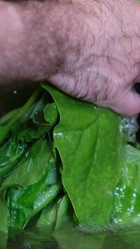 The process of washing and stewing spinach: wash men's hands under water, cut into pieces, throw in a frying pan, stir, prepare for freezing, make spinach pie
