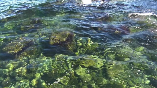 Black Sea, clear water near a rocky shore, stones on the seabed covered with algae.