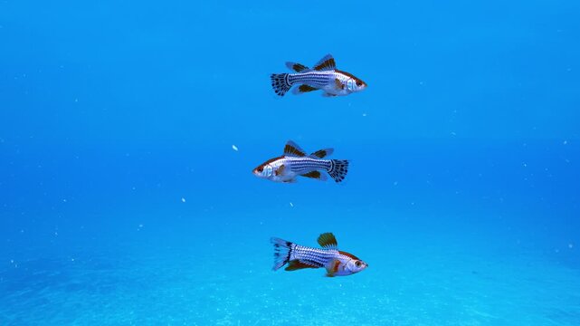 Three small silver and black fish swim together in a vertical formation through bright blue water. A realistic 3D animation representing marine biodiversity and schooling behavior in a natural habitat