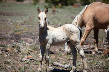 Fototapeta premium White wild horse baby colt in the Apache Sitgreaves National Forest mountains in Heber Arizona United States