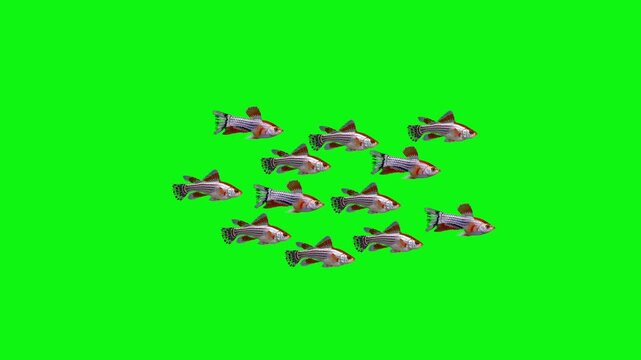 A group of small fish swimming together in a coordinated school against a green chroma key background. Perfect for adding realistic underwater group movement to commercial video projects.