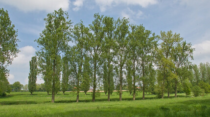 Obraz premium green spring meadow with poplar trees near Zottegem, Flanders, Belgium 