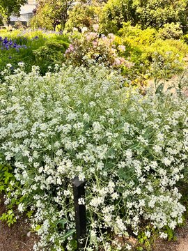 A blooming crambe cordifolia or sea kale with many small white inflorescences in a lush summer garden.Flower background
