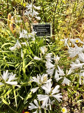 Flowering Paradisea liliastrum with white flowers in a summer garden. Blooming Paradise lily.ornamental garden plant. Flower background.
