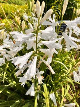 Flowering Paradisea liliastrum with white flowers in a summer garden. Blooming Paradise lily.ornamental garden plant. Flower background.