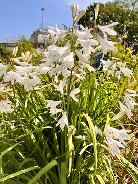Flowering Paradisea liliastrum with white flowers in a summer garden. Blooming Paradise lily.ornamental garden plant. Flower background.