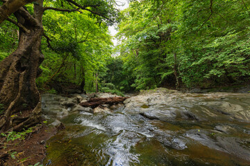 Lush jungle forest with flowing creek over rocks