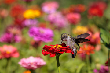 Ruby-throated Hummingbird © Lisa Bushee