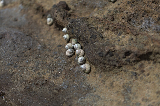 Fauna of Gran Canaria - seasnails, Phorcus sauciatus, top snail or top shell, on  volcanic rock, EL Confital beach
