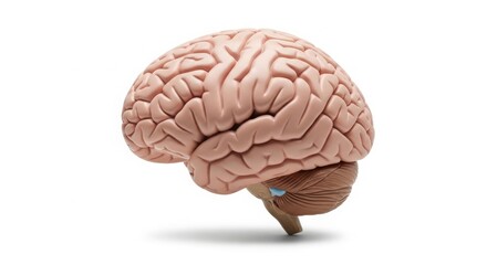 Anatomical Human Brain Model Side View for Neurology and Science Research isolated on White Background