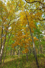 Fall Colors Deep in the Forest
