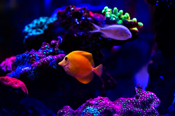 fish © Анастасия 