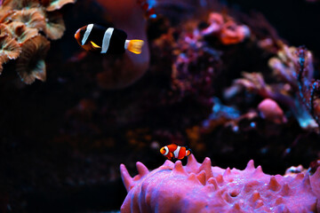 fish © Анастасия 