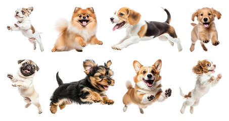 PNG Joyful puppies in playful poses, transparent background