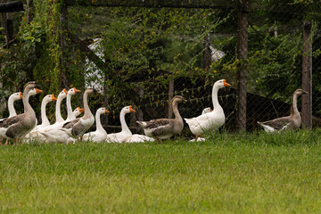 Group of domestic geese walking together across a rural farm field. Natural countryside scene showing livestock animals moving in unity.