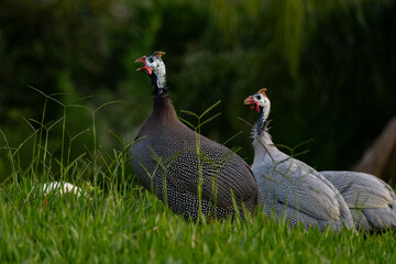 Fototapeta premium Guinea fowls walking freely in a rural farm setting. Natural countryside scene showing domestic poultry in open pasture.