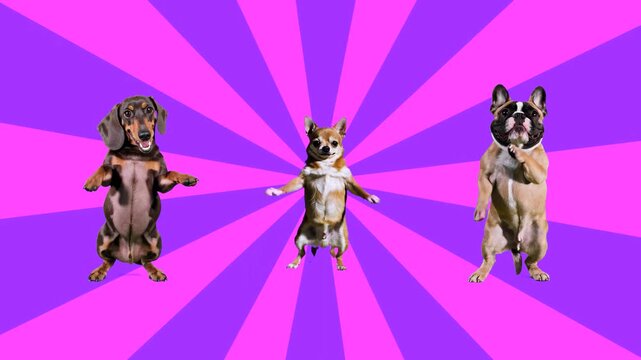 Three small dogs perform a fun dance against a rotating pink and purple sunburst backdrop. This high-energy pop-art animation is designed for catchy social media ads, children&rsquo;s entertainment, or upbe