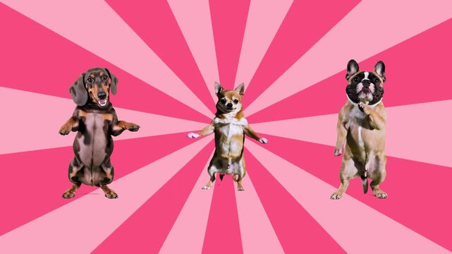 Three cute 3D dog characters are shown in a playful standing dance pose against a retro pink and light pink sunburst backdrop. This humorous animation is ideal for fun social media content, pet-relate