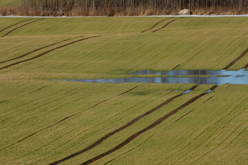 Green agricultural field with flooded lowland and tractor tracks across young crops after snowmelt, rural farmland landscape in spring