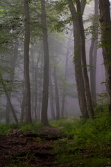 Obraz premium foggy morning in the woods with tree silhouettes in layers