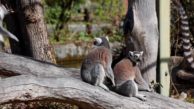 The ring-tailed lemur, Lemur catta is a large strepsirrhine primate and the most recognized lemur due to its long, black and white ringed tail.Like all lemurs it is endemic to the island of Madagascar