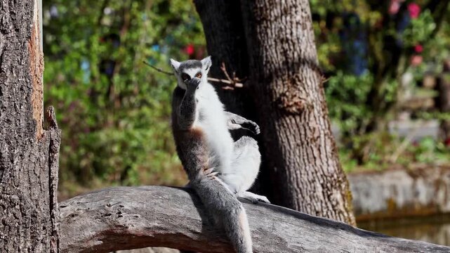 The ring-tailed lemur, Lemur catta is a large strepsirrhine primate and the most recognized lemur due to its long, black and white ringed tail.Like all lemurs it is endemic to the island of Madagascar