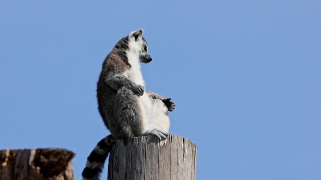 The ring-tailed lemur, Lemur catta is a large strepsirrhine primate and the most recognized lemur due to its long, black and white ringed tail.Like all lemurs it is endemic to the island of Madagascar