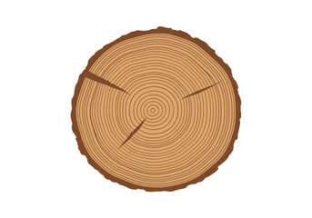 Fototapeta premium Cross section of a tree trunk showing growth rings and bark.