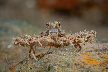 Elbow Crab - Rhinolambrus contrarius - Ellbogenkrabbe