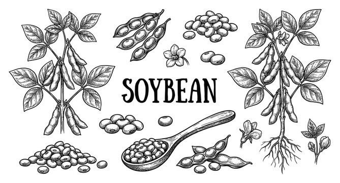 Glycine max soybean plant root pod and seed engraving set