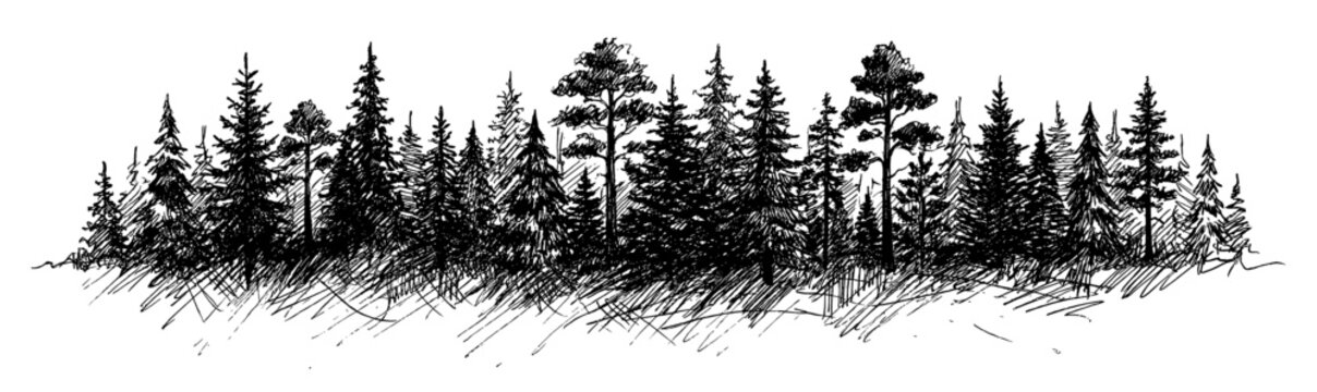 Pine forest landscape panorama with evergreen tree sketch