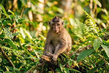 Obraz premium Small brown macaque monkey sitting on a tree branch in a green forest