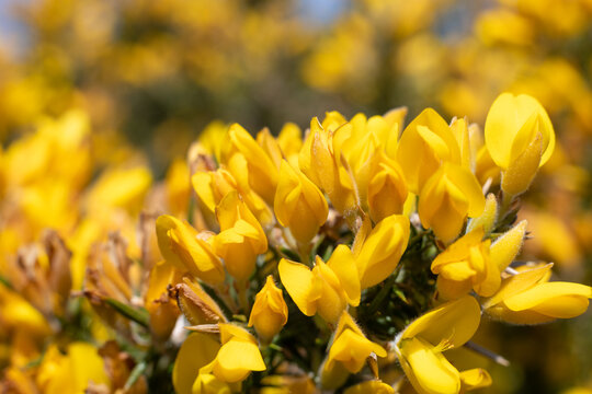 Common gorse (ulex europaeus) flowers in bloom