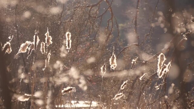 dry cattail seeds fly in the wind