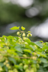 Obraz premium Common hop (humulus lupulus) flowers in bloom