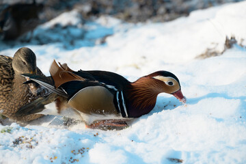 Fototapeta premium Ducks in the Snow presented in a natural scene in an outdoor setting, with snowy surroundings, under daylight, with a natural mood, suitable for wildlife, conservation, and nature education content,.