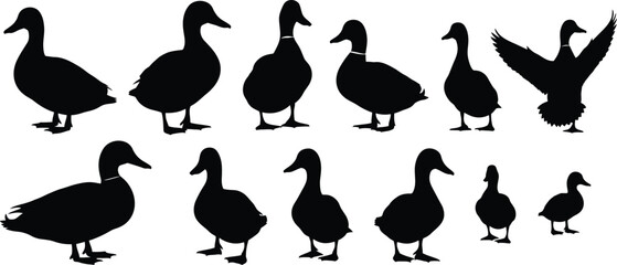 Silhouette of a flock of ducks in various poses © Shuvro229