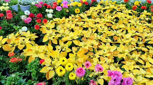 Vibrant garden arrangement featuring bright yellow poinsettias surrounded by colorful ranunculus flowers in decorative rows of pots.