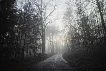 Tree lined country backroad winding through a foggy snowless winter landscape