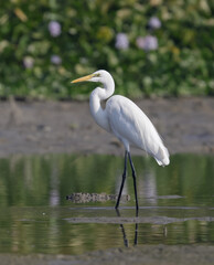Naklejka premium An great egret resting and watching over the calm lake.