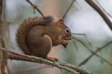 A small squirrel eating while sitting on a branch in a tree
