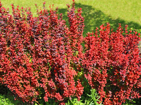 Red barberry (Berberis) Erecta