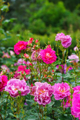 Fototapeta premium Bush of delicate pink roses in full bloom growing in summer garden. Romantic floral background with natural light, decorative flowers and green foliage. Spring and nature, gardening, plant breeding.