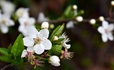 Bl&uuml;hender Schlehenzweig im Fr&uuml;hling