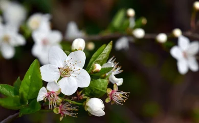 Blühender Schlehenzweig im Frühling © christiane65