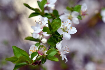 Bl&uuml;hender Schlehenzweig im Fr&uuml;hling
